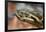 Anaconda-tome213-Framed Photographic Print