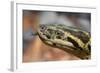 Anaconda-tome213-Framed Photographic Print