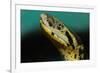 Anaconda-tome213-Framed Photographic Print