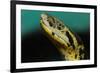 Anaconda-tome213-Framed Photographic Print