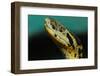 Anaconda-tome213-Framed Photographic Print