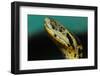 Anaconda-tome213-Framed Photographic Print