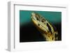 Anaconda-tome213-Framed Photographic Print