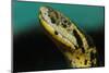 Anaconda-tome213-Mounted Photographic Print