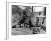 Anaconda-null-Framed Photographic Print