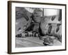 Anaconda-null-Framed Photographic Print