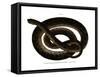 Anaconda-null-Framed Stretched Canvas