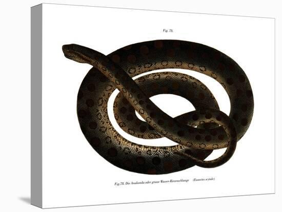 Anaconda-null-Stretched Canvas