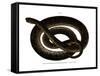 Anaconda-null-Framed Stretched Canvas