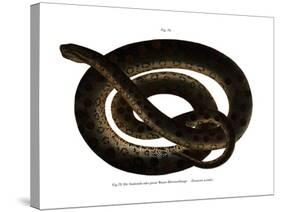 Anaconda-null-Stretched Canvas