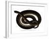 Anaconda-null-Framed Giclee Print