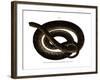 Anaconda-null-Framed Giclee Print