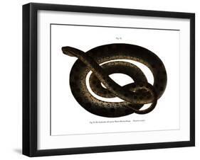 Anaconda-null-Framed Giclee Print