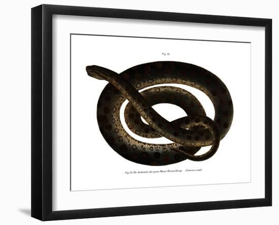 Anaconda-null-Framed Giclee Print