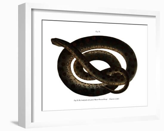 Anaconda-null-Framed Giclee Print