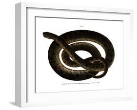 Anaconda-null-Framed Giclee Print