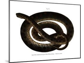 Anaconda-null-Mounted Giclee Print
