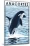 Anacortes, Washington - Orca Whale Jumping-Lantern Press-Mounted Art Print