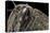 Anacridium Aegyptium (Egyptian Locust) - Eye-Paul Starosta-Stretched Canvas
