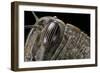 Anacridium Aegyptium (Egyptian Locust) - Eye-Paul Starosta-Framed Photographic Print