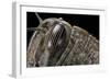 Anacridium Aegyptium (Egyptian Locust) - Eye-Paul Starosta-Framed Photographic Print