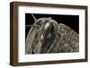 Anacridium Aegyptium (Egyptian Locust) - Eye-Paul Starosta-Framed Photographic Print