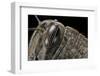 Anacridium Aegyptium (Egyptian Locust) - Eye-Paul Starosta-Framed Photographic Print