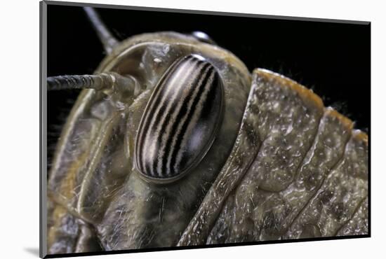 Anacridium Aegyptium (Egyptian Locust) - Eye-Paul Starosta-Mounted Photographic Print