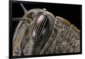 Anacridium Aegyptium (Egyptian Locust) - Eye-Paul Starosta-Framed Photographic Print