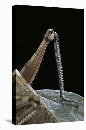 Anacridium Aegyptium (Egyptian Locust) - Hindleg-Paul Starosta-Stretched Canvas