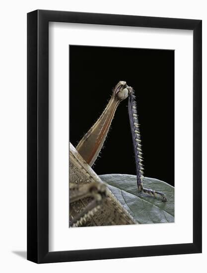 Anacridium Aegyptium (Egyptian Locust) - Hindleg-Paul Starosta-Framed Photographic Print