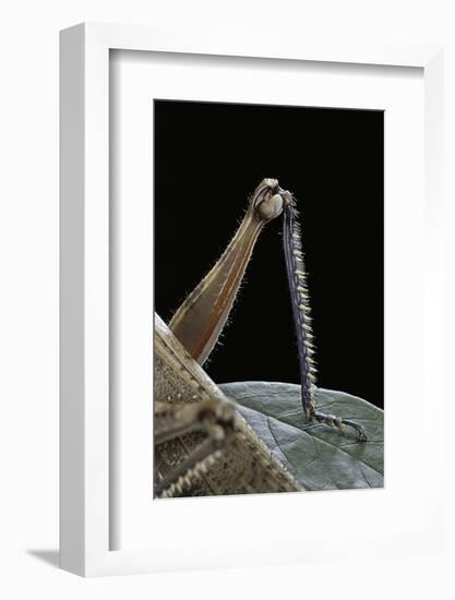 Anacridium Aegyptium (Egyptian Locust) - Hindleg-Paul Starosta-Framed Photographic Print