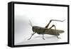 Anacridium Aegyptium (Egyptian Locust)-Paul Starosta-Framed Stretched Canvas