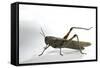 Anacridium Aegyptium (Egyptian Locust)-Paul Starosta-Framed Stretched Canvas