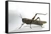 Anacridium Aegyptium (Egyptian Locust)-Paul Starosta-Framed Stretched Canvas