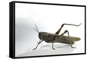 Anacridium Aegyptium (Egyptian Locust)-Paul Starosta-Framed Stretched Canvas