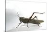 Anacridium Aegyptium (Egyptian Locust)-Paul Starosta-Stretched Canvas