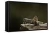 Anacridium Aegyptium (Egyptian Locust)-Paul Starosta-Framed Stretched Canvas