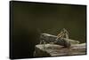 Anacridium Aegyptium (Egyptian Locust)-Paul Starosta-Framed Stretched Canvas