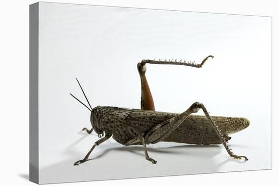 Anacridium Aegyptium (Egyptian Locust)-Paul Starosta-Stretched Canvas