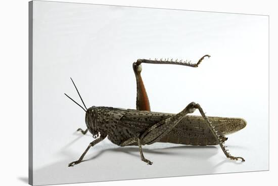 Anacridium Aegyptium (Egyptian Locust)-Paul Starosta-Stretched Canvas