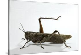 Anacridium Aegyptium (Egyptian Locust)-Paul Starosta-Stretched Canvas