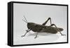 Anacridium Aegyptium (Egyptian Locust)-Paul Starosta-Framed Stretched Canvas