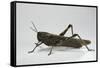 Anacridium Aegyptium (Egyptian Locust)-Paul Starosta-Framed Stretched Canvas