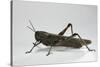 Anacridium Aegyptium (Egyptian Locust)-Paul Starosta-Stretched Canvas