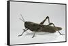 Anacridium Aegyptium (Egyptian Locust)-Paul Starosta-Framed Stretched Canvas