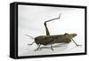 Anacridium Aegyptium (Egyptian Locust)-Paul Starosta-Framed Stretched Canvas