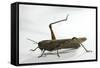 Anacridium Aegyptium (Egyptian Locust)-Paul Starosta-Framed Stretched Canvas