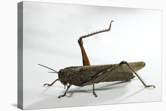 Anacridium Aegyptium (Egyptian Locust)-Paul Starosta-Stretched Canvas