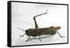 Anacridium Aegyptium (Egyptian Locust)-Paul Starosta-Framed Stretched Canvas